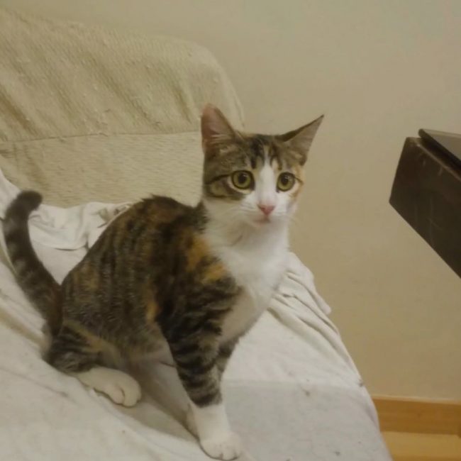 Gala - Chat à adopter