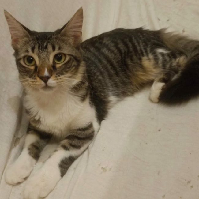 Mika - Chat à adopter