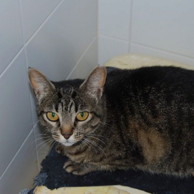 Deisy - Chat à adopter