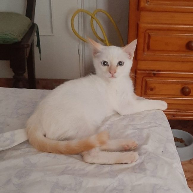 Eduard - Chat à adopter