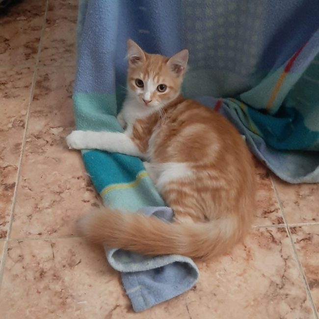 Eliot - Chat à adopter