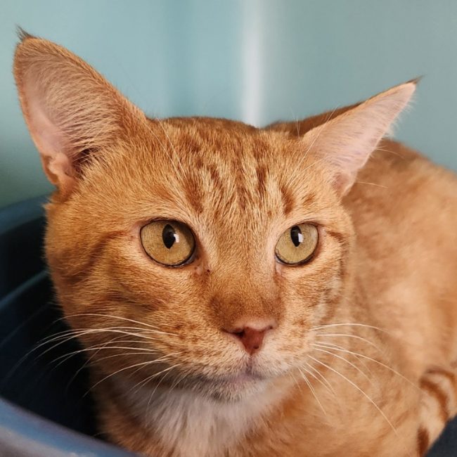 Mbappe - Chat Européen à adopter