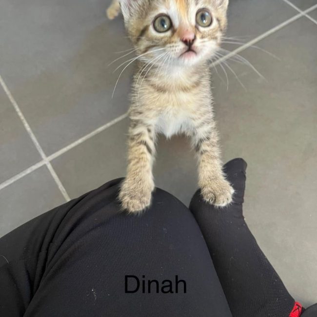DINAH - Chat à adopter