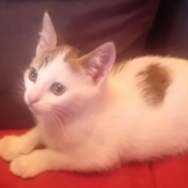 Fan - Chat Européen à adopter
