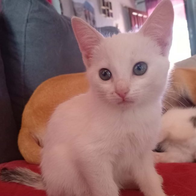 Fantaisy - Chat Européen à adopter