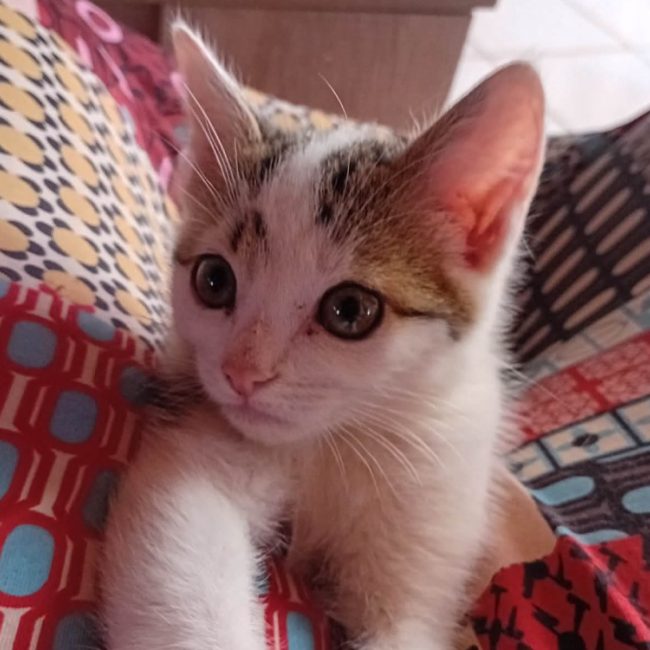 Filou - Chat Européen à adopter