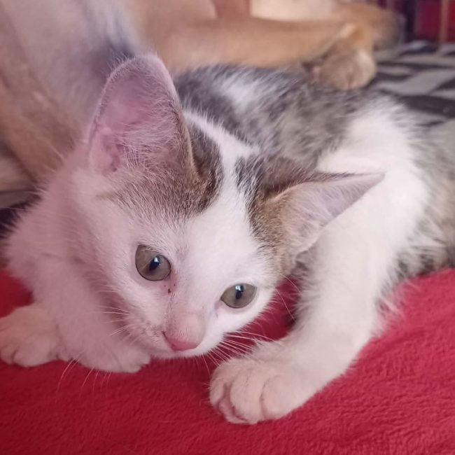 Fanfare - Chat Européen à adopter