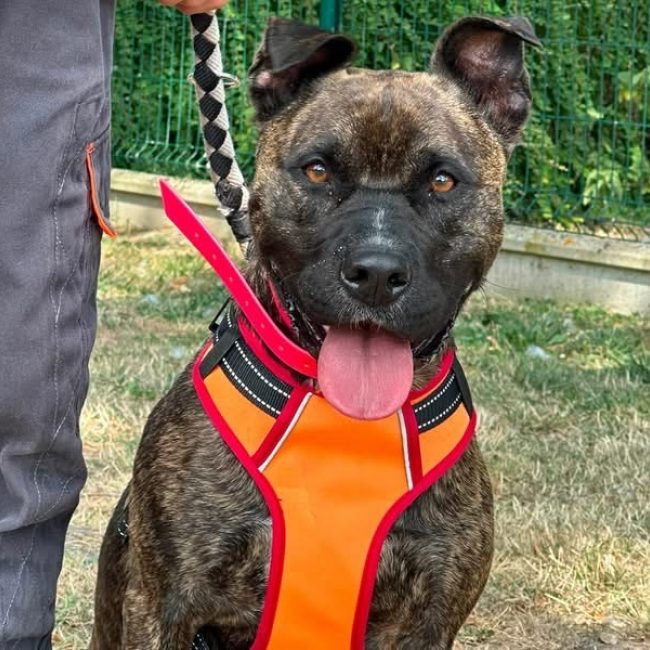 Xhesi en sos - Chien à adopter