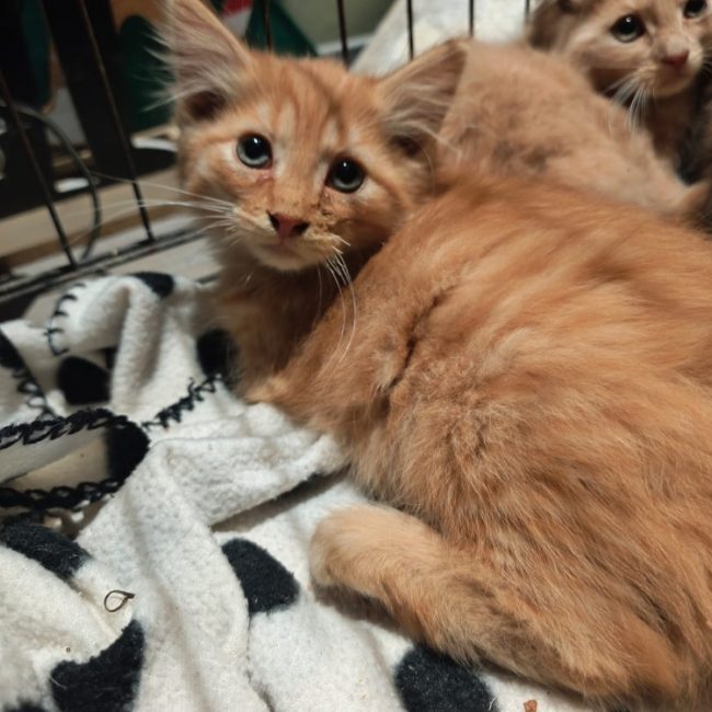 Kairo - Chat Européen à adopter