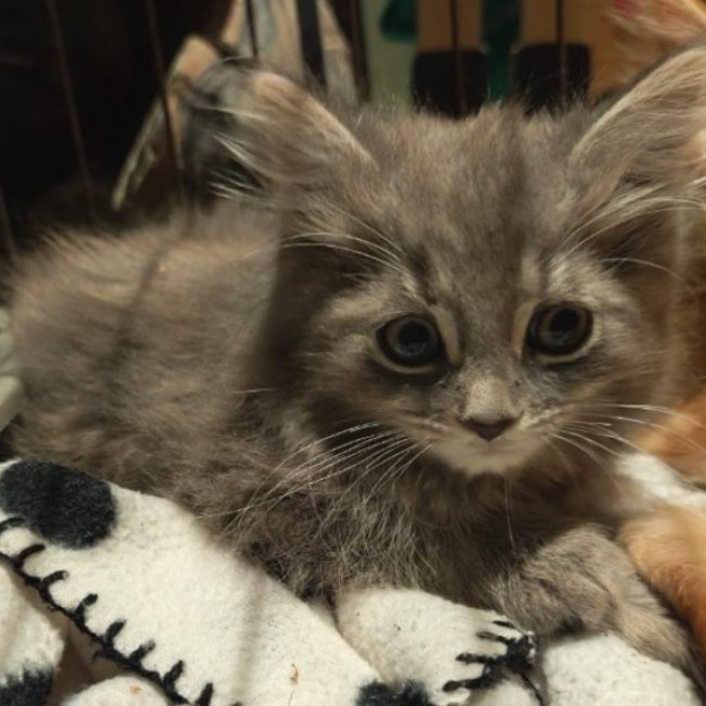 Jaq - Chat Européen à adopter