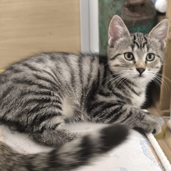 Batam - Chat Européen à adopter