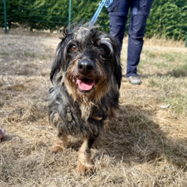 Khaya - Chien Teckel à adopter