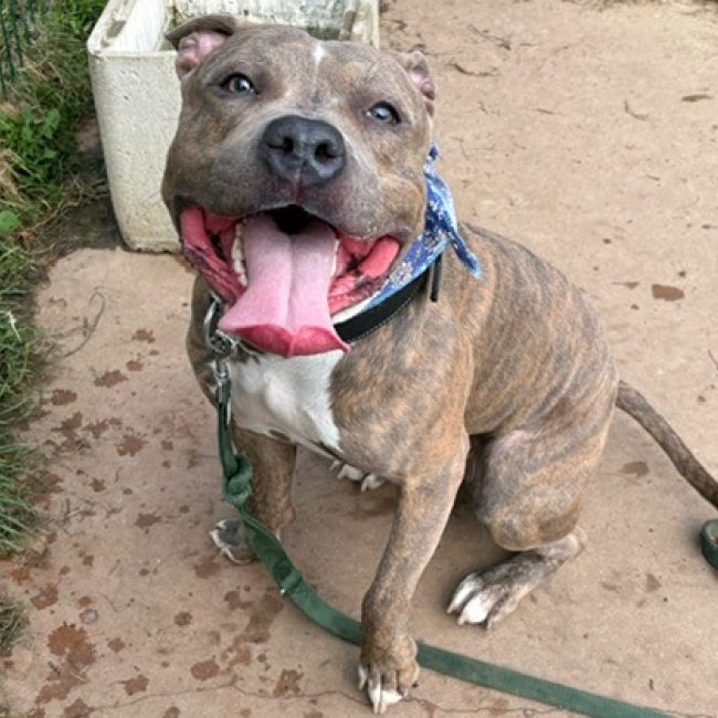 Rick - Chien Bouledogue Américain à adopter