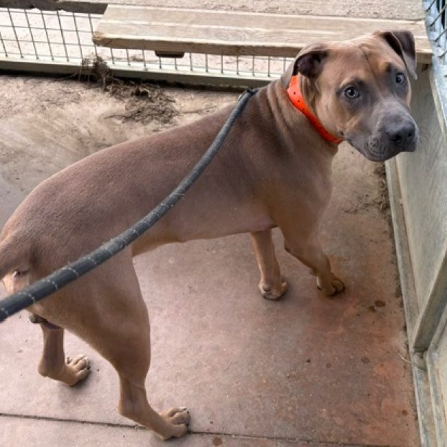Skobyy - Chien à adopter