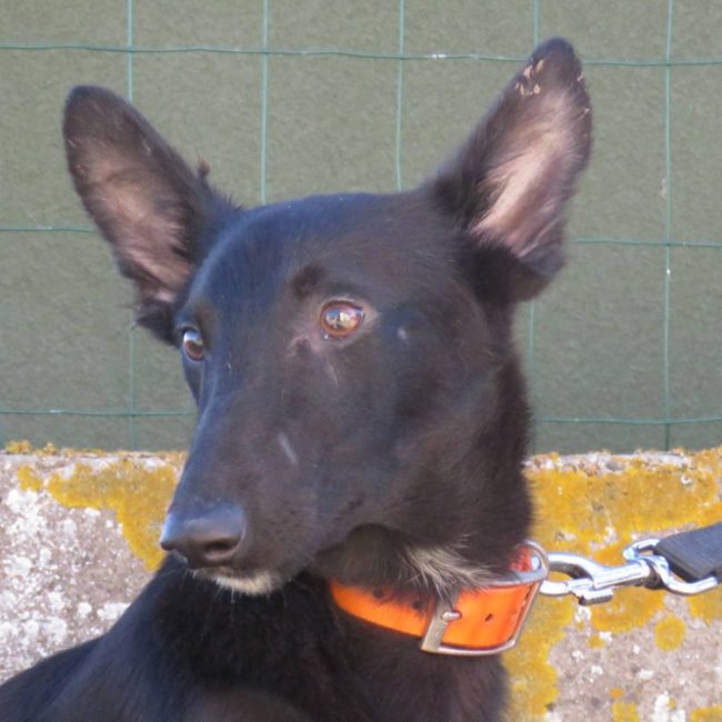 Sheridan - Chien Berger à adopter
