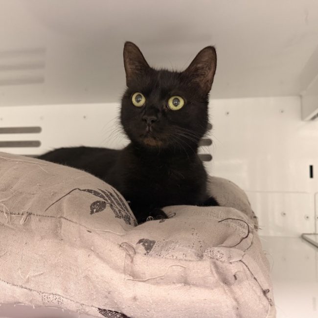Mamnoon - Chat Européen à adopter