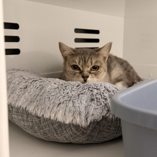 Chichaya - Chat Européen à adopter