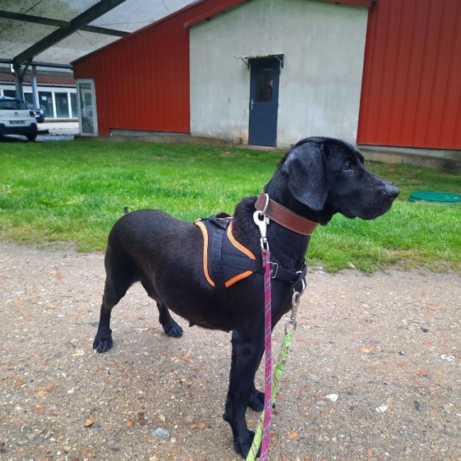 Gucci - Chien à adopter