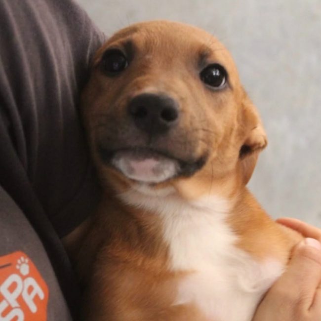Belune - Chien Berger à adopter