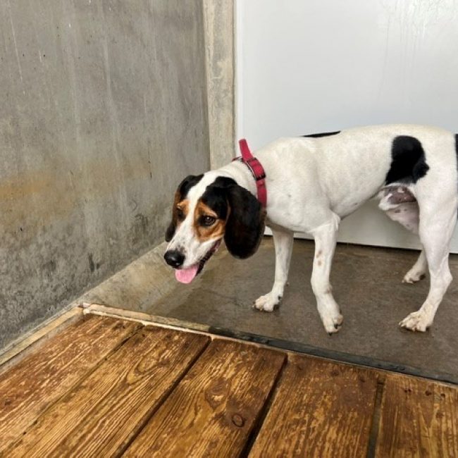 Marley - Chien Beagle à adopter