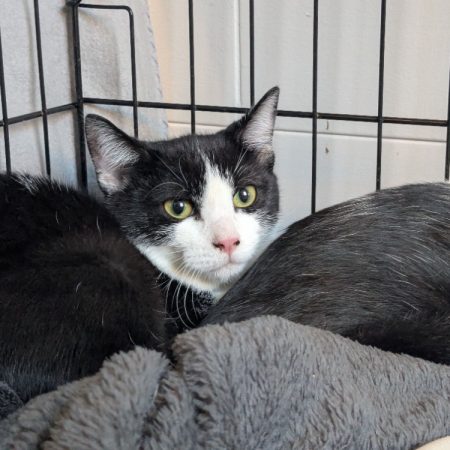 Bettyo - Chat Européen à adopter
