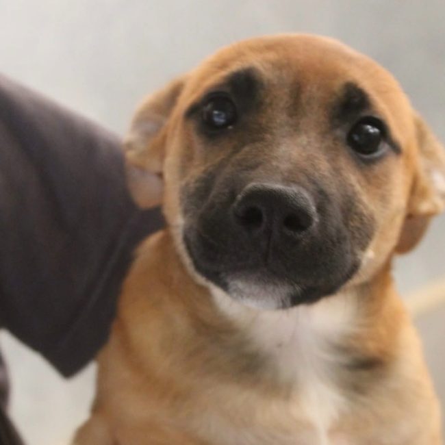 Birdie - Chien Berger à adopter