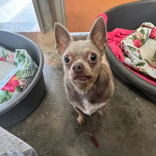 Samba - Chien Chihuahua à adopter