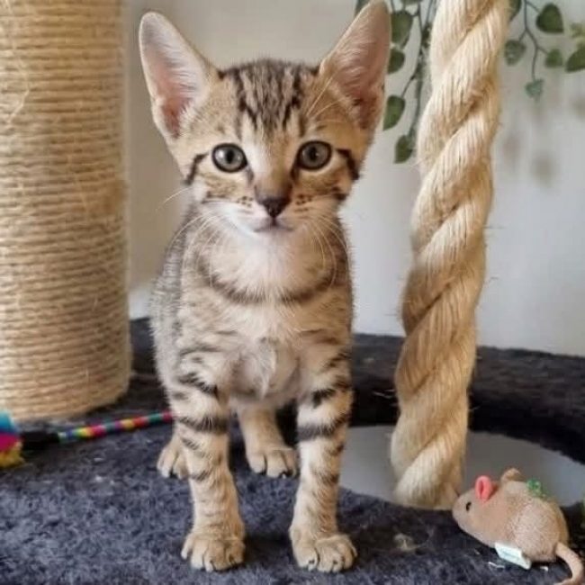 Arma - Chat Européen à adopter