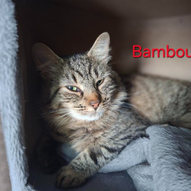 Bambou - Chat Européen à adopter