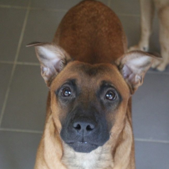 Matou - Chien Berger à adopter