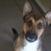 Veko