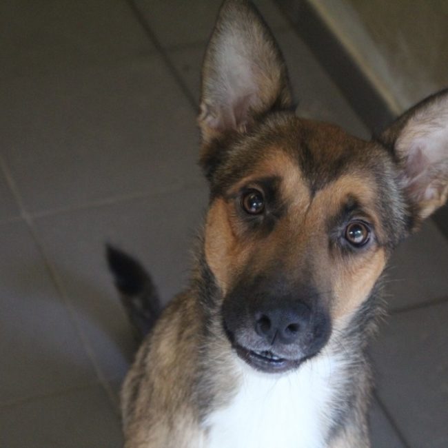 Veko - Chien Berger à adopter