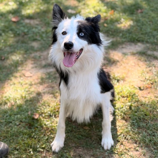 Valko - Chien Border Collie à adopter
