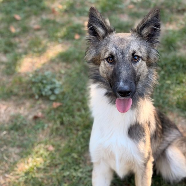 Atomic - Chien à adopter