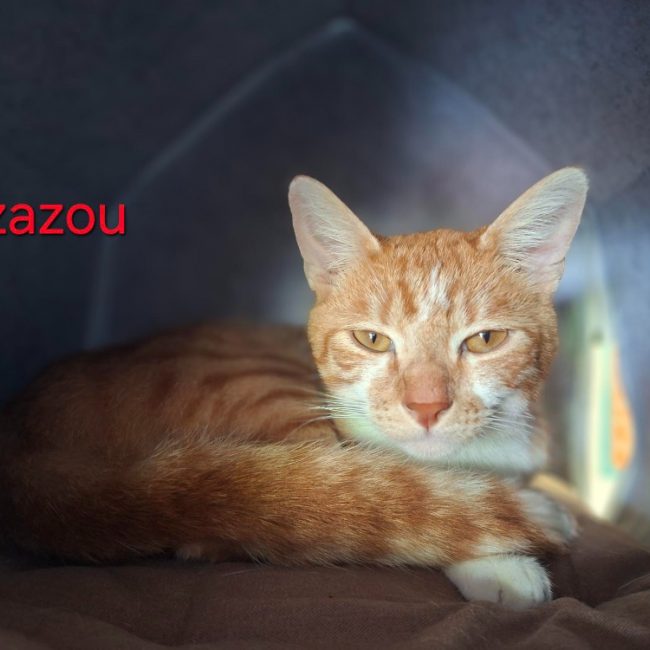 Zazou - Chat Européen à adopter