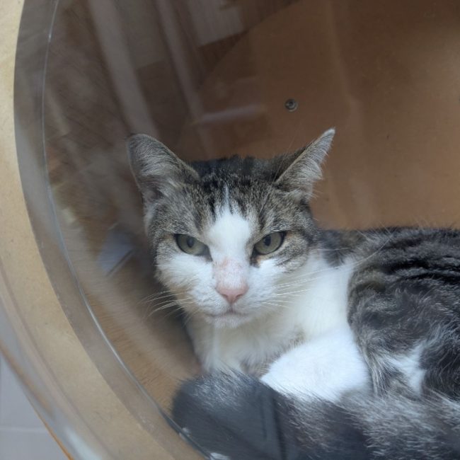Neko - Chat Européen à adopter
