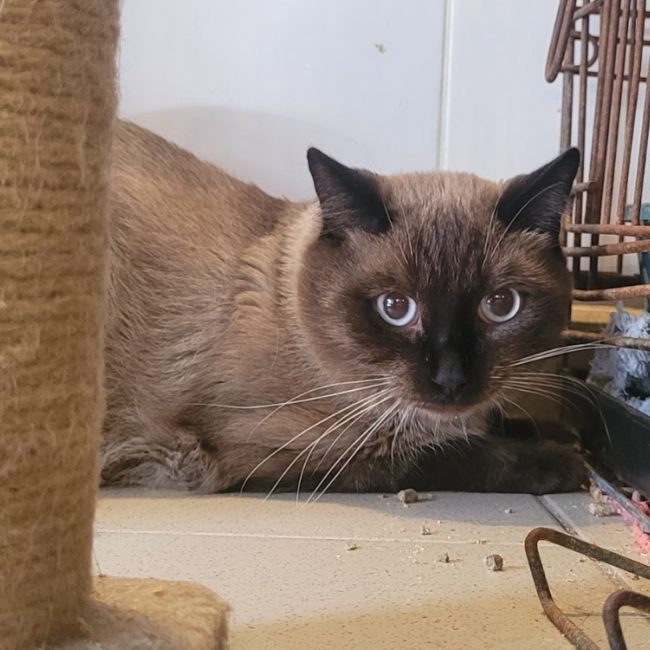 Neron - Chat Siamois à adopter
