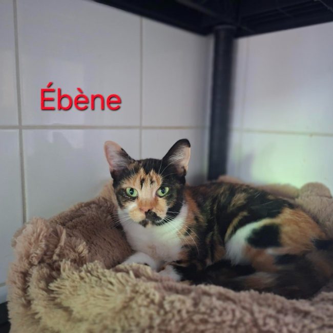 Ebene - Chat Européen à adopter