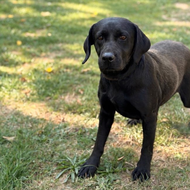 Say - Chien à adopter