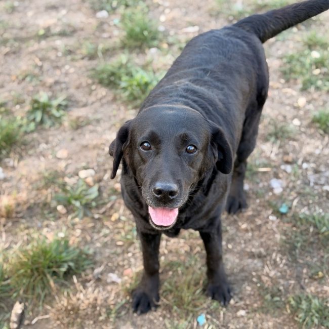 Osiris - Chien à adopter
