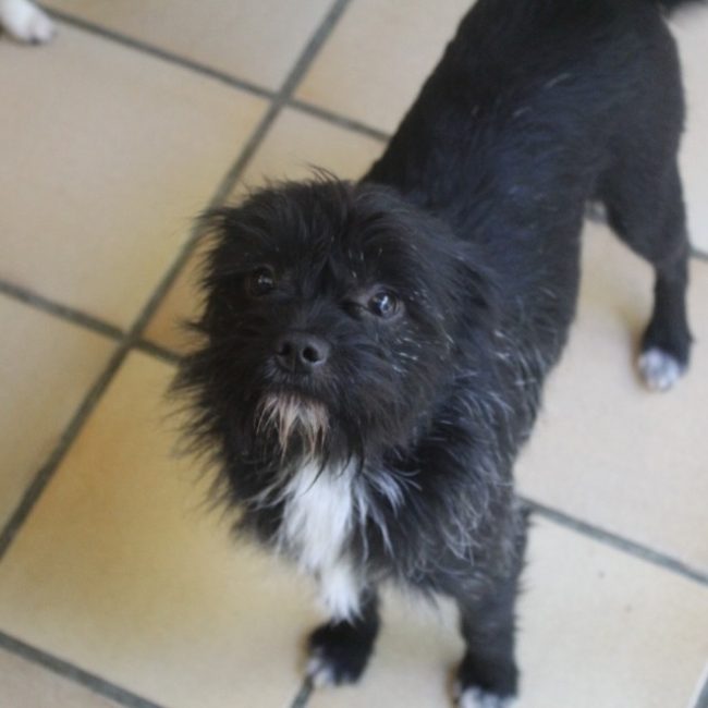 Bolt - Chien Cairn Terrier à adopter