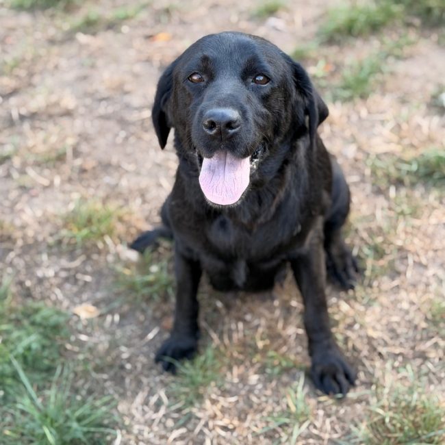 Ruby - Chien à adopter