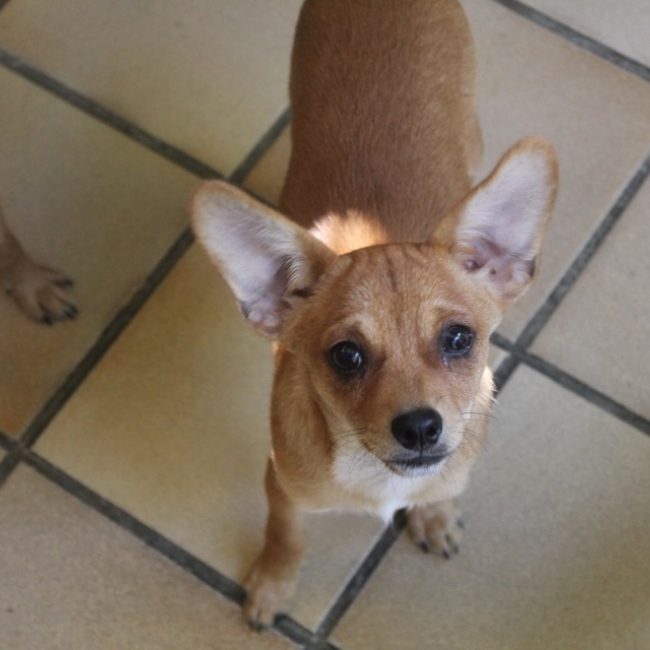 Baby - Chien Ratier pragois à adopter