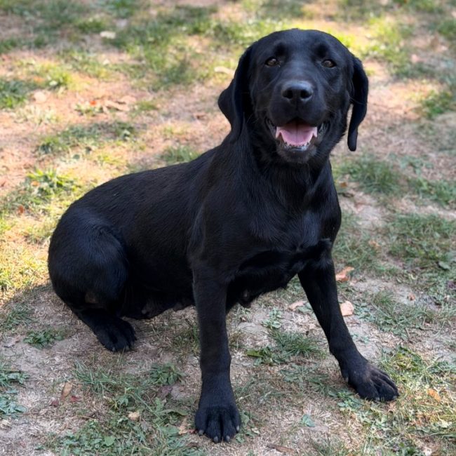 Sira - Chien à adopter