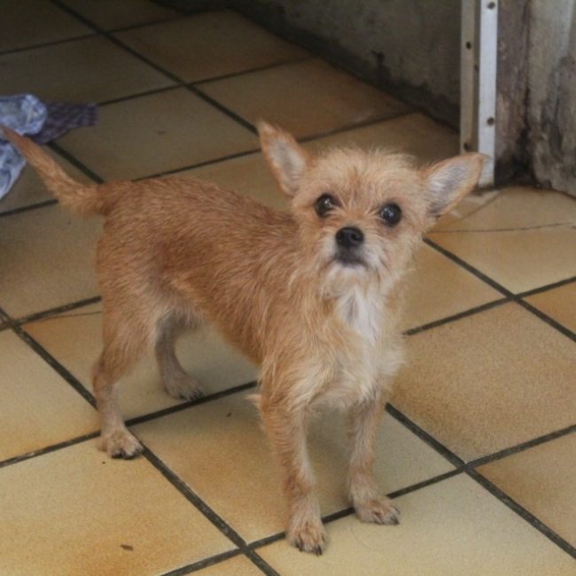 Bazinga - Chien Ratier pragois à adopter