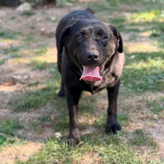 Praia - Chien à adopter