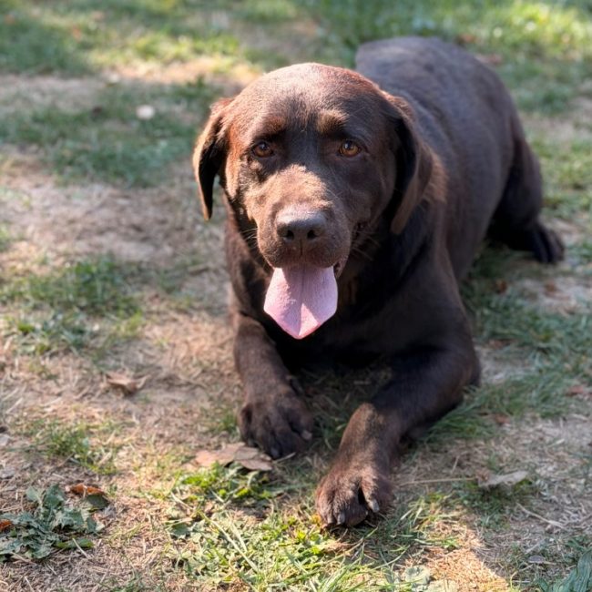 Raya - Chien à adopter