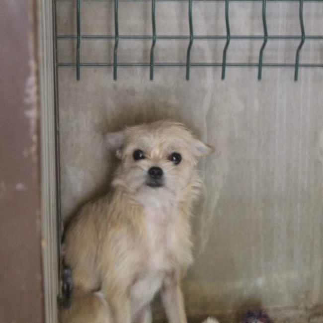 Boreal - Chien Ratier pragois à adopter