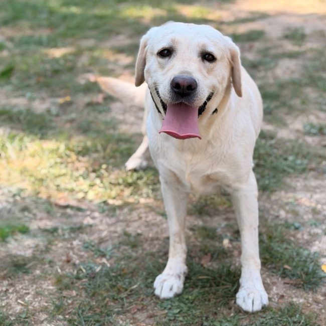 Salome - Chien à adopter