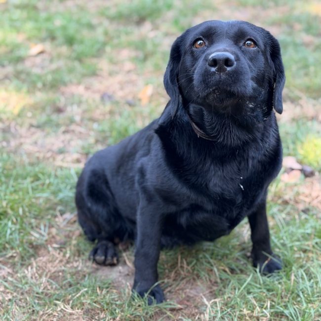 Salli - Chien à adopter